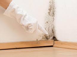 Trusted Maunawili, HI Mold Remediation Experts